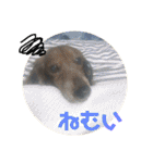 三つ子のダックスの日常（個別スタンプ：1）