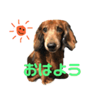 三つ子のダックスの日常（個別スタンプ：2）
