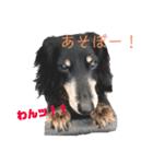 三つ子のダックスの日常（個別スタンプ：4）