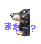 三つ子のダックスの日常（個別スタンプ：5）
