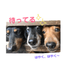 三つ子のダックスの日常（個別スタンプ：10）