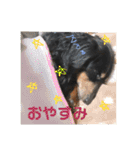 三つ子のダックスの日常（個別スタンプ：13）