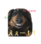三つ子のダックスの日常（個別スタンプ：18）