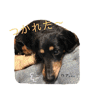 三つ子のダックスの日常（個別スタンプ：22）