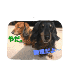 三つ子のダックスの日常（個別スタンプ：24）