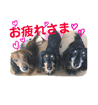三つ子のダックスの日常（個別スタンプ：25）