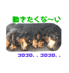 三つ子のダックスの日常（個別スタンプ：32）