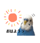 セキセイインコのそらちゃん（日常編）（個別スタンプ：1）