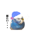 セキセイインコのそらちゃん（日常編）（個別スタンプ：2）