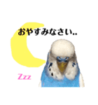 セキセイインコのそらちゃん（日常編）（個別スタンプ：3）