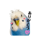 セキセイインコのそらちゃん（日常編）（個別スタンプ：4）