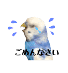セキセイインコのそらちゃん（日常編）（個別スタンプ：5）