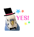 セキセイインコのそらちゃん（日常編）（個別スタンプ：6）