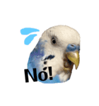 セキセイインコのそらちゃん（日常編）（個別スタンプ：8）