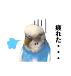 セキセイインコのそらちゃん（日常編）（個別スタンプ：9）