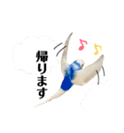 セキセイインコのそらちゃん（日常編）（個別スタンプ：10）