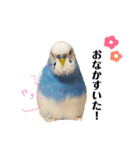 セキセイインコのそらちゃん（日常編）（個別スタンプ：11）