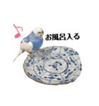 セキセイインコのそらちゃん（日常編）（個別スタンプ：12）