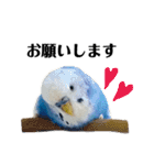 セキセイインコのそらちゃん（日常編）（個別スタンプ：13）