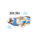 セキセイインコのそらちゃん（日常編）（個別スタンプ：14）