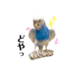 セキセイインコのそらちゃん（日常編）（個別スタンプ：15）