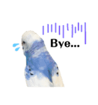 セキセイインコのそらちゃん（日常編）（個別スタンプ：16）