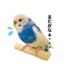 セキセイインコのそらちゃん（日常編）（個別スタンプ：17）