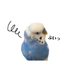 セキセイインコのそらちゃん（日常編）（個別スタンプ：18）