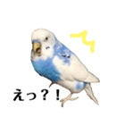 セキセイインコのそらちゃん（日常編）（個別スタンプ：19）
