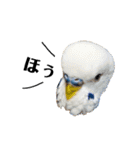 セキセイインコのそらちゃん（日常編）（個別スタンプ：21）