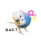 セキセイインコのそらちゃん（日常編）（個別スタンプ：22）