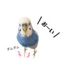 セキセイインコのそらちゃん（日常編）（個別スタンプ：23）