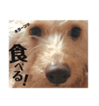 ダックスフンドの銀♂とたまにミュー♀(2)（個別スタンプ：10）