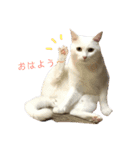 猫ズ2（個別スタンプ：1）