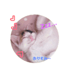 猫ズ2（個別スタンプ：2）