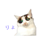 猫ズ2（個別スタンプ：3）