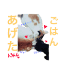 猫ズ2（個別スタンプ：5）