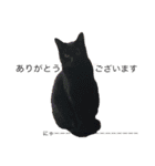 猫ズ2（個別スタンプ：6）