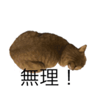 猫ズ2（個別スタンプ：7）