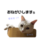 猫ズ2（個別スタンプ：8）