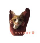 猫ズ2（個別スタンプ：9）