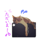 猫ズ2（個別スタンプ：10）
