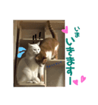 猫ズ2（個別スタンプ：11）