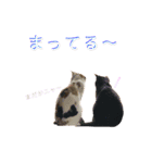 猫ズ2（個別スタンプ：12）