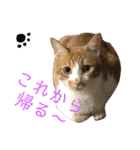 猫ズ2（個別スタンプ：13）