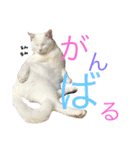 猫ズ2（個別スタンプ：14）