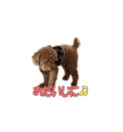 といぷわんこ「むう」（個別スタンプ：11）