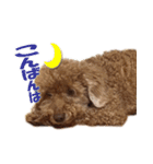 といぷわんこ「むう」（個別スタンプ：14）