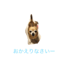 犬のちぃちゃん（個別スタンプ：1）