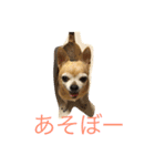 犬のちぃちゃん（個別スタンプ：2）
